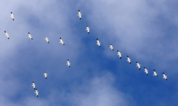 Snow geese